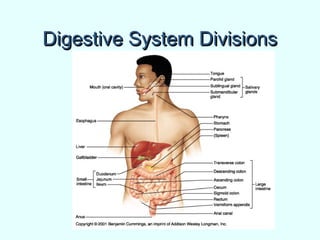 Digestive System DivisionsDigestive System Divisions
 