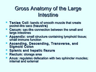 Gross Anatomy of the LargeGross Anatomy of the Large
IntestineIntestine
 Teniae ColiTeniae Coli: bands of smooth muscle that create: bands of smooth muscle that create
pocket-like sacs (pocket-like sacs (haustra)haustra)
 CecumCecum: sac-like connection between the small and: sac-like connection between the small and
large intestineslarge intestines
 AppendixAppendix: small structure containing lymphoid tissue;: small structure containing lymphoid tissue;
small immune functionsmall immune function
 Ascending, Descending, Transverse, andAscending, Descending, Transverse, and
Sigmoid ColonSigmoid Colon
 Splenic and hepatic flexureSplenic and hepatic flexure
 RectumRectum: storage area: storage area
 AnusAnus: regulates defecation with two sphincter muscles;: regulates defecation with two sphincter muscles;
internal and externalinternal and external
 