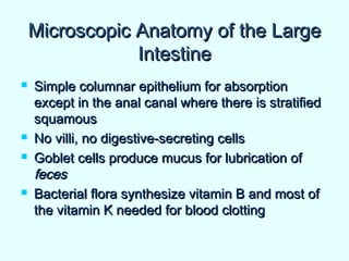Microscopic Anatomy of the LargeMicroscopic Anatomy of the Large
IntestineIntestine
 Simple columnar epithelium for absorptionSimple columnar epithelium for absorption
except in the anal canal where there is stratifiedexcept in the anal canal where there is stratified
squamoussquamous
 No villi, no digestive-secreting cellsNo villi, no digestive-secreting cells
 Goblet cells produce mucus for lubrication ofGoblet cells produce mucus for lubrication of
fecesfeces
 Bacterial flora synthesize vitamin B and most ofBacterial flora synthesize vitamin B and most of
the vitamin K needed for blood clottingthe vitamin K needed for blood clotting
 