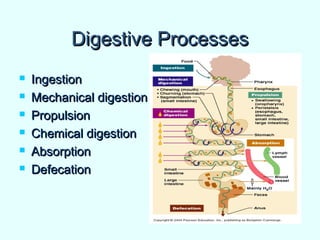 Digestive ProcessesDigestive Processes
 IngestionIngestion
 Mechanical digestionMechanical digestion
 PropulsionPropulsion
 Chemical digestionChemical digestion
 AbsorptionAbsorption
 DefecationDefecation
 