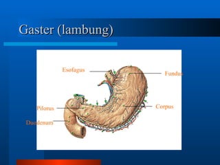comprehensive-overview-of-the-human-gastrointestinal-system-and