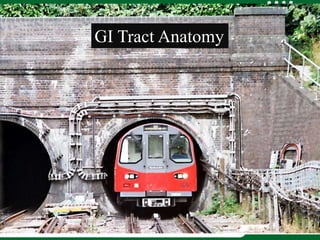 GI Tract Lining
©2003 RUSH University Medical Center
GI Tract Anatomy
 