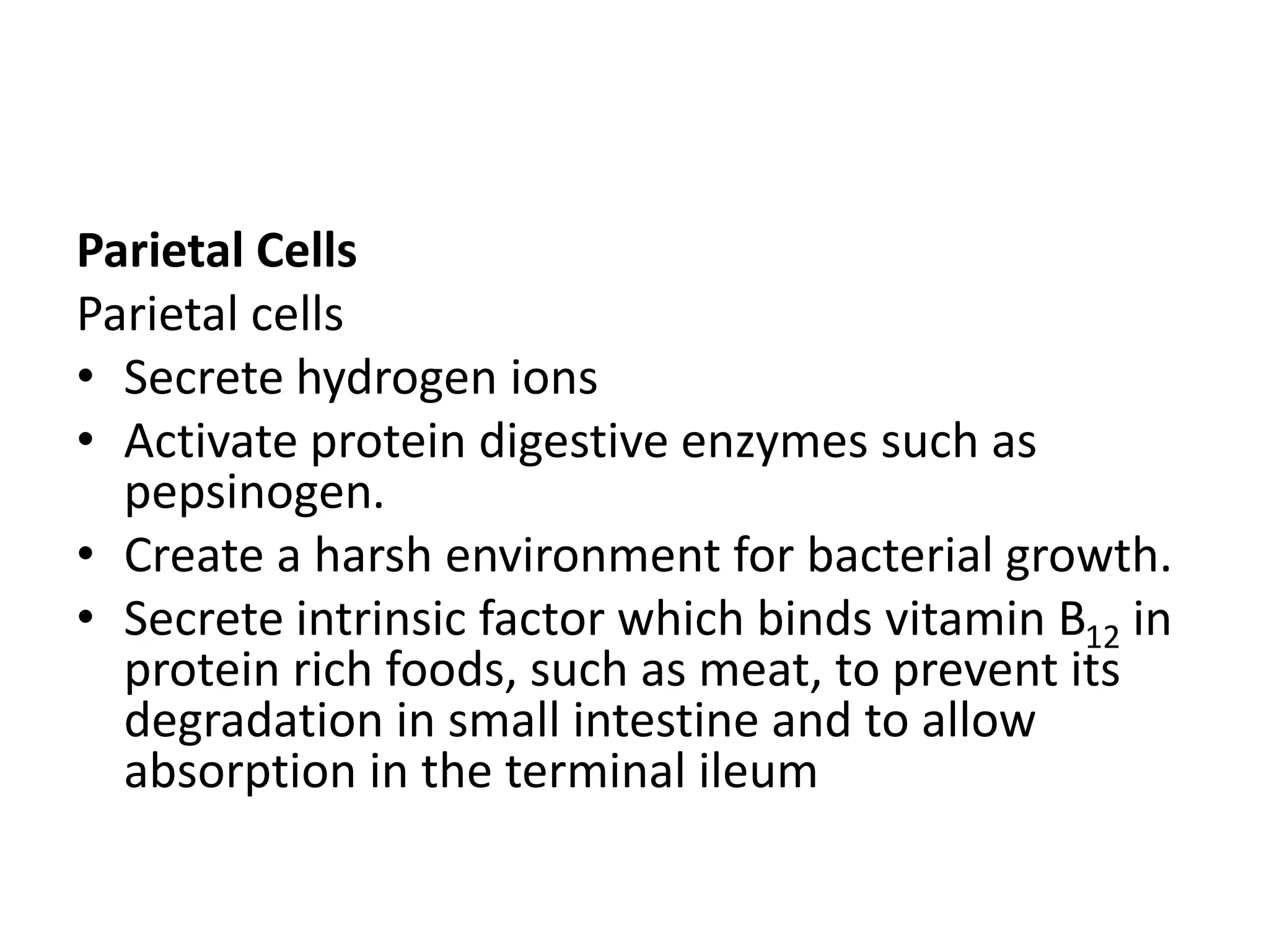 Parietal Cells
Parietal cells
• Secrete hydrogen ions
• Activate protein digestive enzymes such as
pepsinogen.
• Create a harsh environment for bacterial growth.
• Secrete intrinsic factor which binds vitamin B12 in
protein rich foods, such as meat, to prevent its
degradation in small intestine and to allow
absorption in the terminal ileum
 