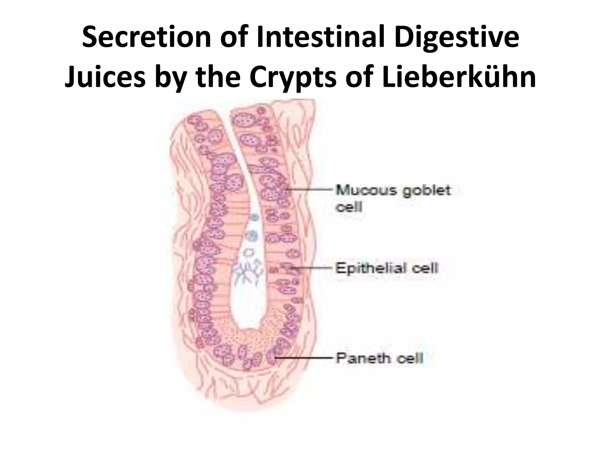 Secretion of Intestinal Digestive
Juices by the Crypts of Lieberkühn
 