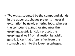 • The mucus secreted by the compound glands
in the upper esophagus prevents mucosal
excoriation by newly entering food, whereas
the compound glands located near the
esophagogastric junction protect the
esophageal wall from digestion by acidic
gastric juices that often reflux from the
stomach back into the lower esophagus.
 