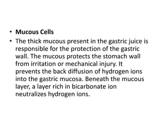 • Mucous Cells
• The thick mucous present in the gastric juice is
responsible for the protection of the gastric
wall. The mucous protects the stomach wall
from irritation or mechanical injury. It
prevents the back diffusion of hydrogen ions
into the gastric mucosa. Beneath the mucous
layer, a layer rich in bicarbonate ion
neutralizes hydrogen ions.
 
