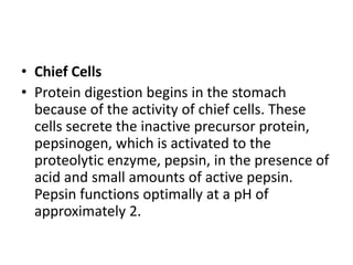 • Chief Cells
• Protein digestion begins in the stomach
because of the activity of chief cells. These
cells secrete the inactive precursor protein,
pepsinogen, which is activated to the
proteolytic enzyme, pepsin, in the presence of
acid and small amounts of active pepsin.
Pepsin functions optimally at a pH of
approximately 2.
 