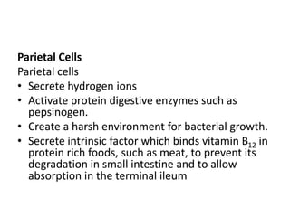 Parietal Cells
Parietal cells
• Secrete hydrogen ions
• Activate protein digestive enzymes such as
pepsinogen.
• Create a harsh environment for bacterial growth.
• Secrete intrinsic factor which binds vitamin B12 in
protein rich foods, such as meat, to prevent its
degradation in small intestine and to allow
absorption in the terminal ileum
 