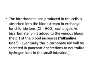 • The bicarbonate ions produced in the cells is
absorbed into the bloodstream in exchange
for chloride ions (Cl- - HCO3
- exchange). As
bicarbonate ion is added to the venous blood,
the pH of the blood increases (“alkanline
tide”). (Eventually this bicarbonate ion will be
secreted in pancreatic secretions to neutralize
hydrogen ions in the small intestine.)
 