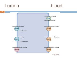 Lumen blood
3/27/2023
17
 