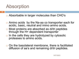 Absorption
3/27/2023
23
 Absorbable in larger molecules than CHO’s
 Amino acids by the Na-aa co transporter each for
acidic, basic, neutral and imino amino acids.
 Most proteins are absorbed as di/tri peptides
through the H+ dependent transporter
 In the cells they are hydrolyzed by cytosolic
proteases to amino acids.
 On the basolateral membrane, there is facilitated
diffusion of aa’s and remaining di/tri peptides.
 