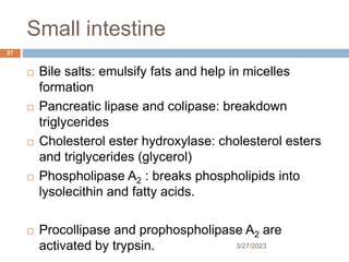 Small intestine
3/27/2023
27
 Bile salts: emulsify fats and help in micelles
formation
 Pancreatic lipase and colipase: breakdown
triglycerides
 Cholesterol ester hydroxylase: cholesterol esters
and triglycerides (glycerol)
 Phospholipase A2 : breaks phospholipids into
lysolecithin and fatty acids.
 Procollipase and prophospholipase A2 are
activated by trypsin.
 