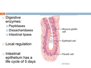 3/27/2023
3
 Digestive
enzymes:
 Peptidases
 Dissacharidases
 Intestinal lipase
 Local regulation
 Intestinal
epithelium has a
life cycle of 5 days
 