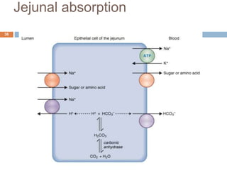 Jejunal absorption
3/27/2023
36
 