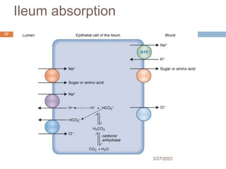 Ileum absorption
3/27/2023
37
 