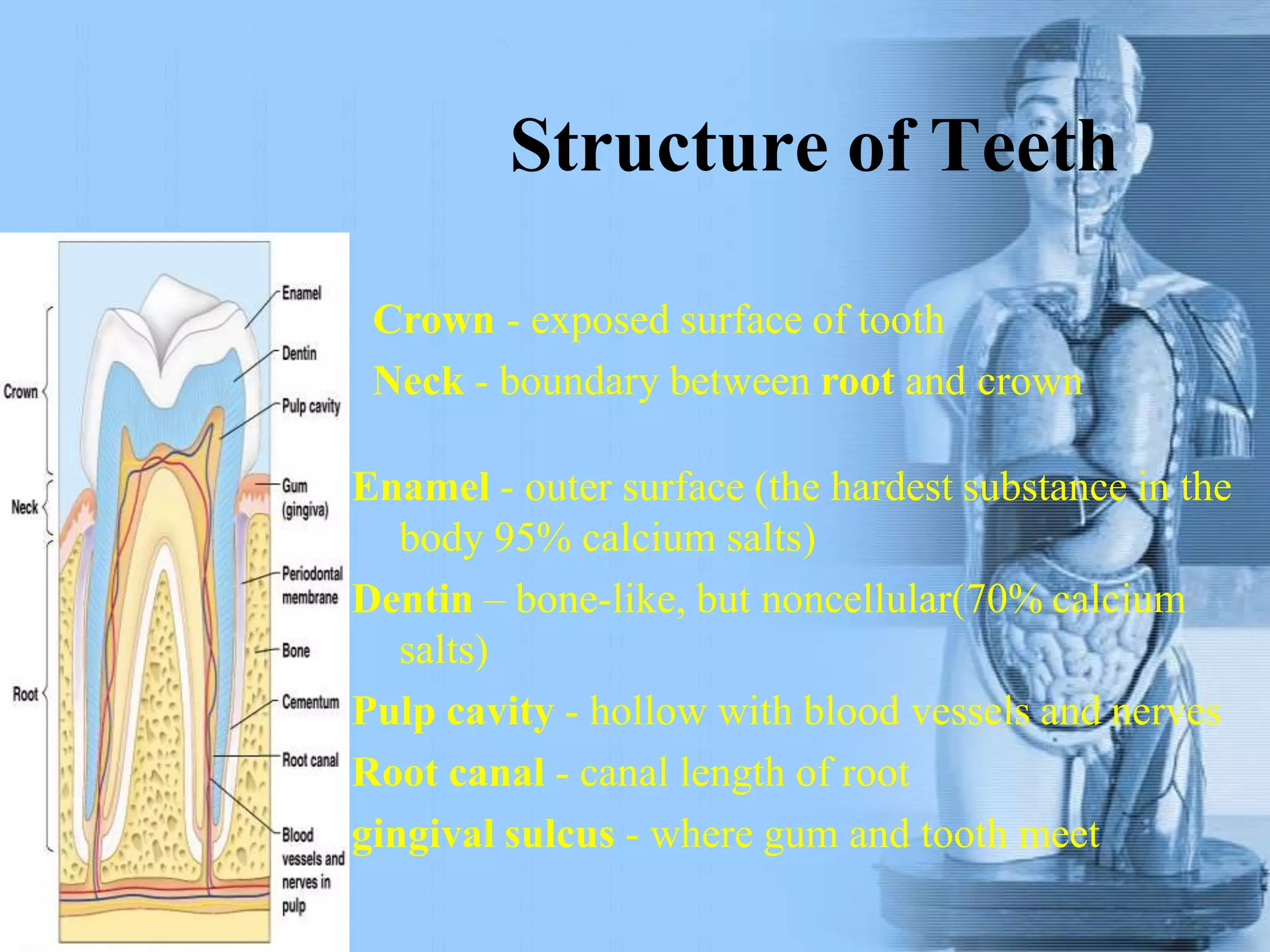 Structure of Teeth
Crown - exposed surface of tooth
Neck - boundary between root and crown
Enamel - outer surface (the hardest substance in the
body 95% calcium salts)
Dentin – bone-like, but noncellular(70% calcium
salts)
Pulp cavity - hollow with blood vessels and nerves
Root canal - canal length of root
gingival sulcus - where gum and tooth meet
 