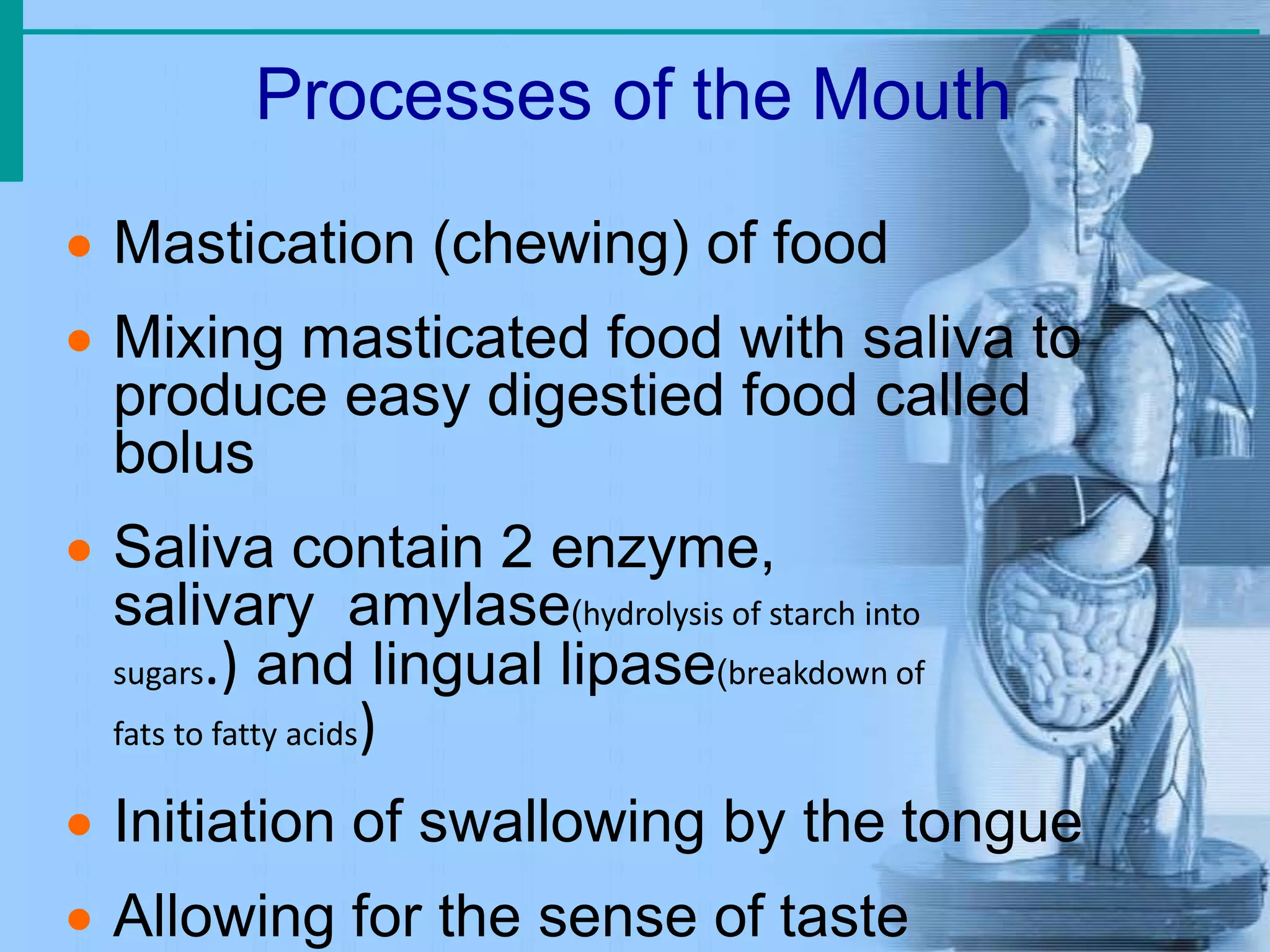 Processes of the Mouth
 Mastication (chewing) of food
 Mixing masticated food with saliva to
produce easy digestied food called
bolus
 Saliva contain 2 enzyme,
salivary amylase(hydrolysis of starch into
sugars.) and lingual lipase(breakdown of
fats to fatty acids)
 Initiation of swallowing by the tongue
 Allowing for the sense of taste
 