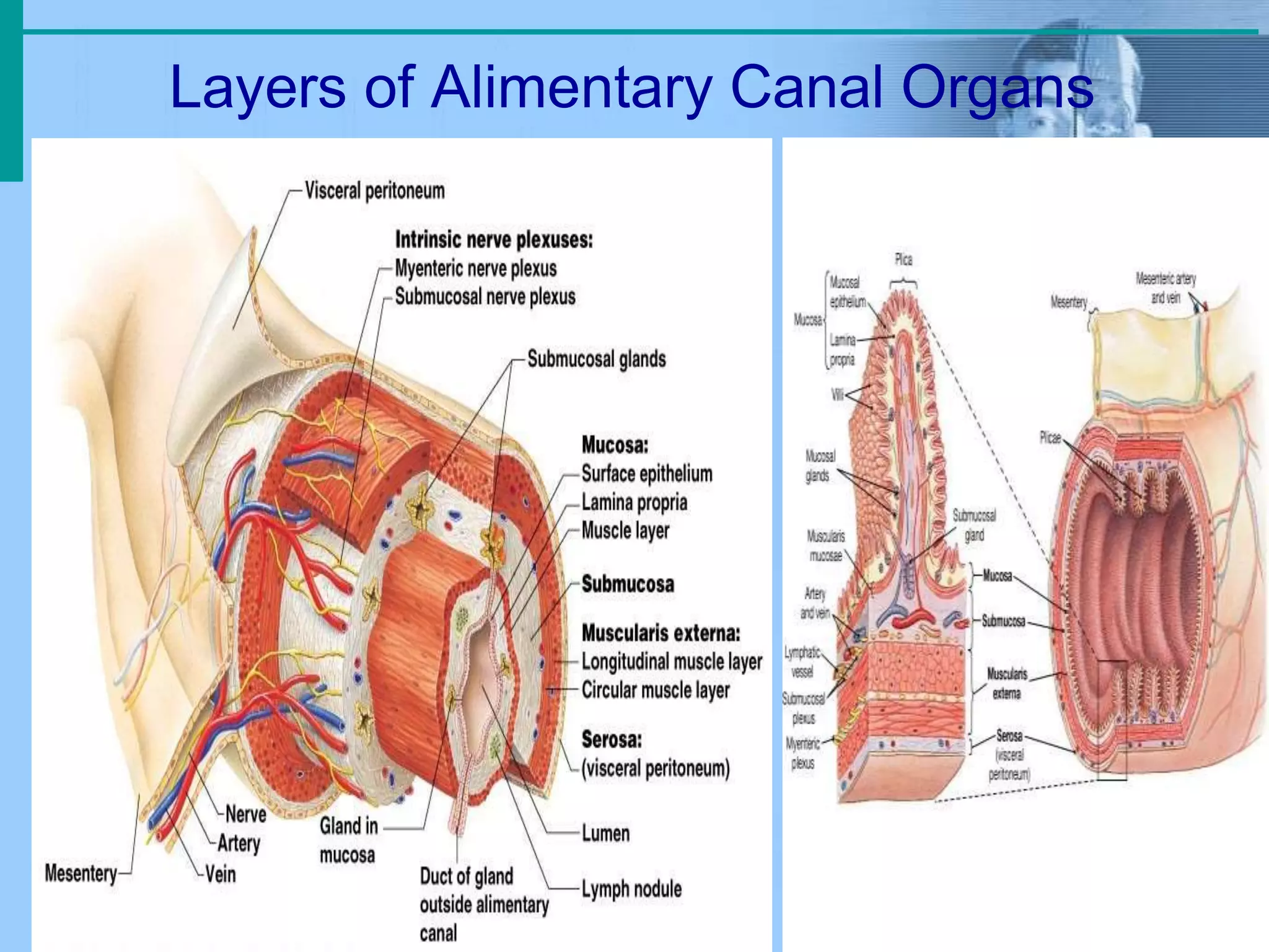 Layers of Alimentary Canal Organs
 