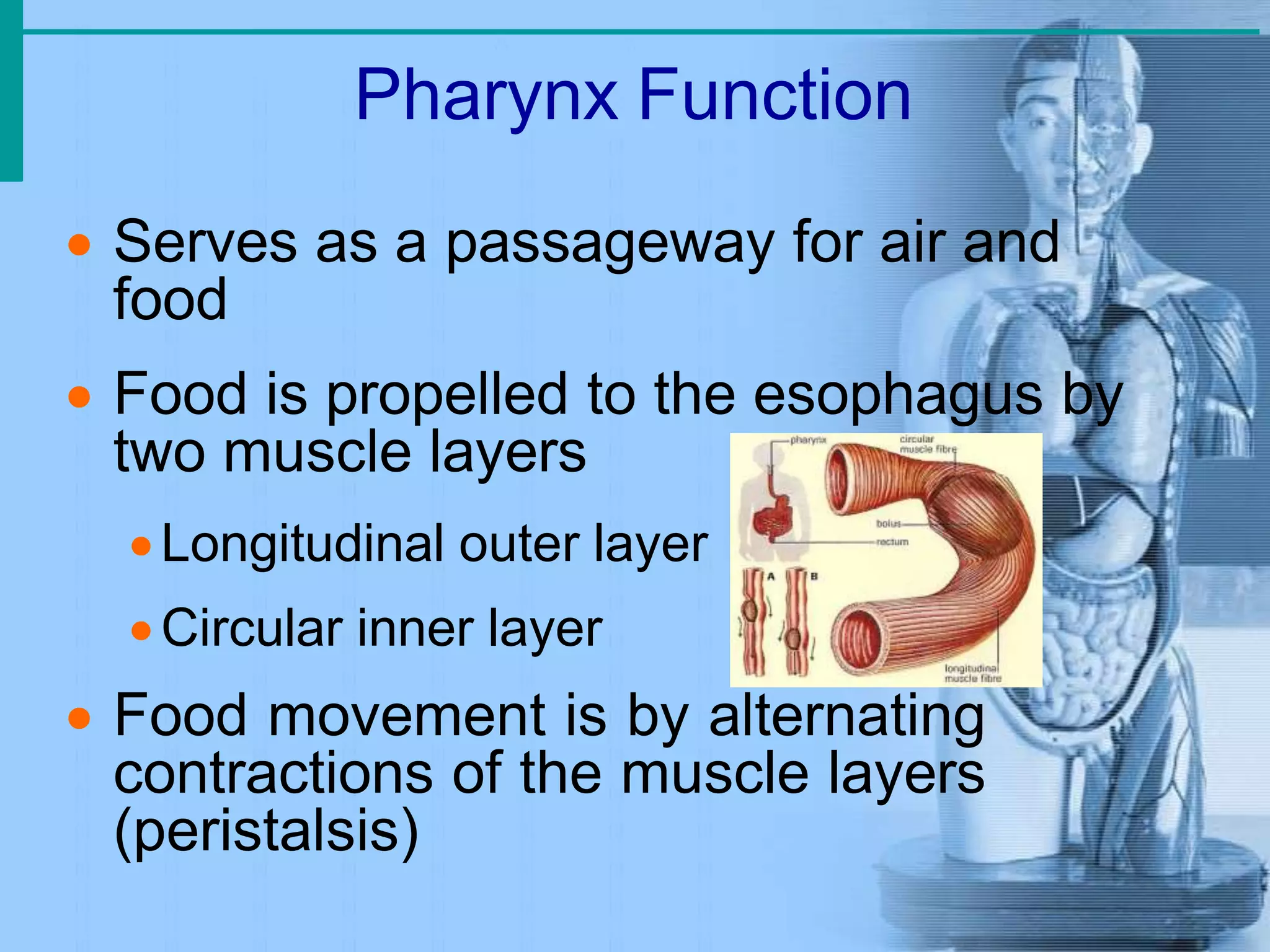 Git system Anatomy & Physiology | PPTX | Ear, Nose and Throat ...