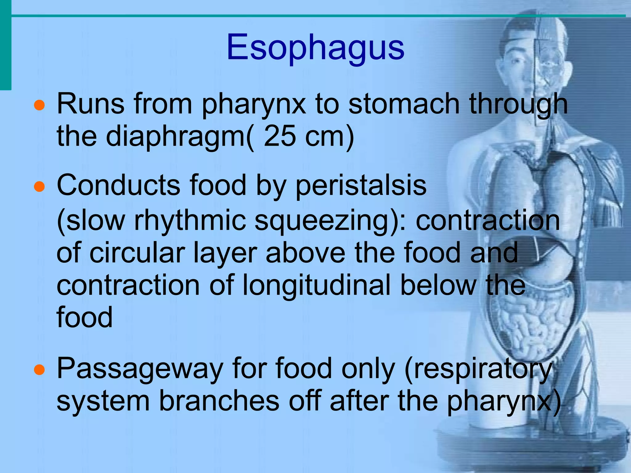 Esophagus
 Runs from pharynx to stomach through
the diaphragm( 25 cm)
 Conducts food by peristalsis
(slow rhythmic squeezing): contraction
of circular layer above the food and
contraction of longitudinal below the
food
 Passageway for food only (respiratory
system branches off after the pharynx)
 