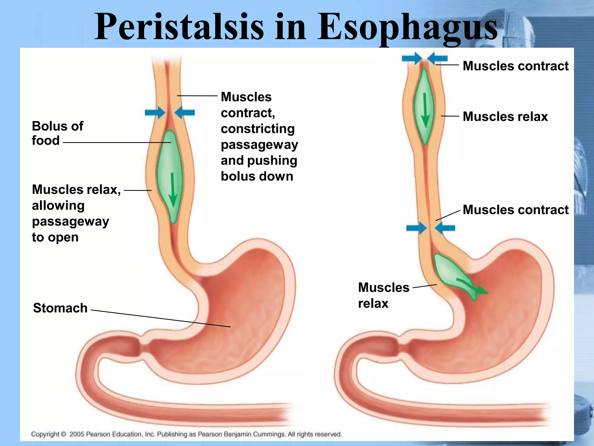 Peristalsis in Esophagus
Bolus of
food
Muscles relax,
allowing
passageway
to open
Stomach
Muscles
contract,
constricting
passageway
and pushing
bolus down
Muscles
relax
Muscles contract
Muscles relax
Muscles contract
 