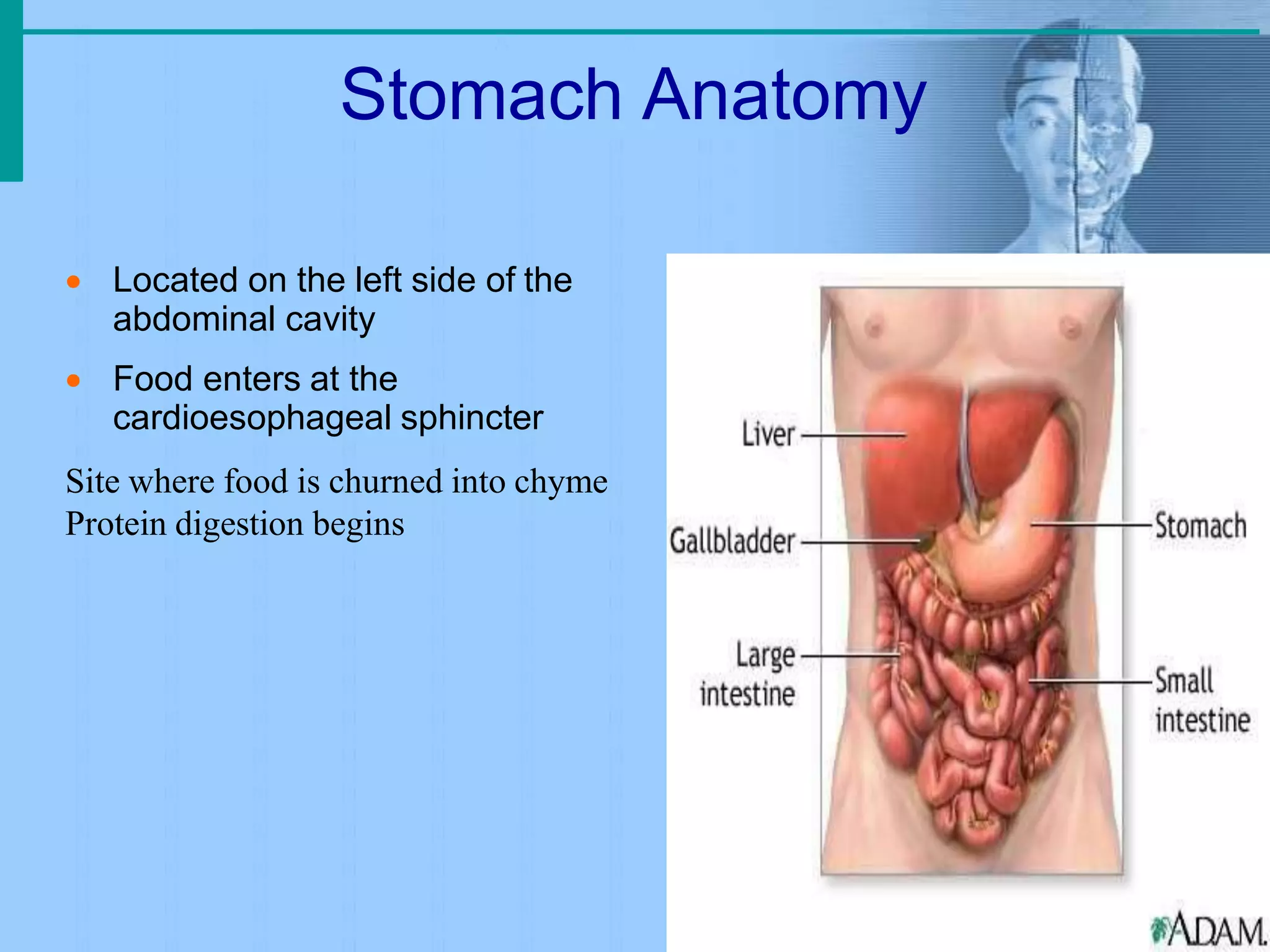 Stomach Anatomy
 Located on the left side of the
abdominal cavity
 Food enters at the
cardioesophageal sphincter
Site where food is churned into chyme
Protein digestion begins
 