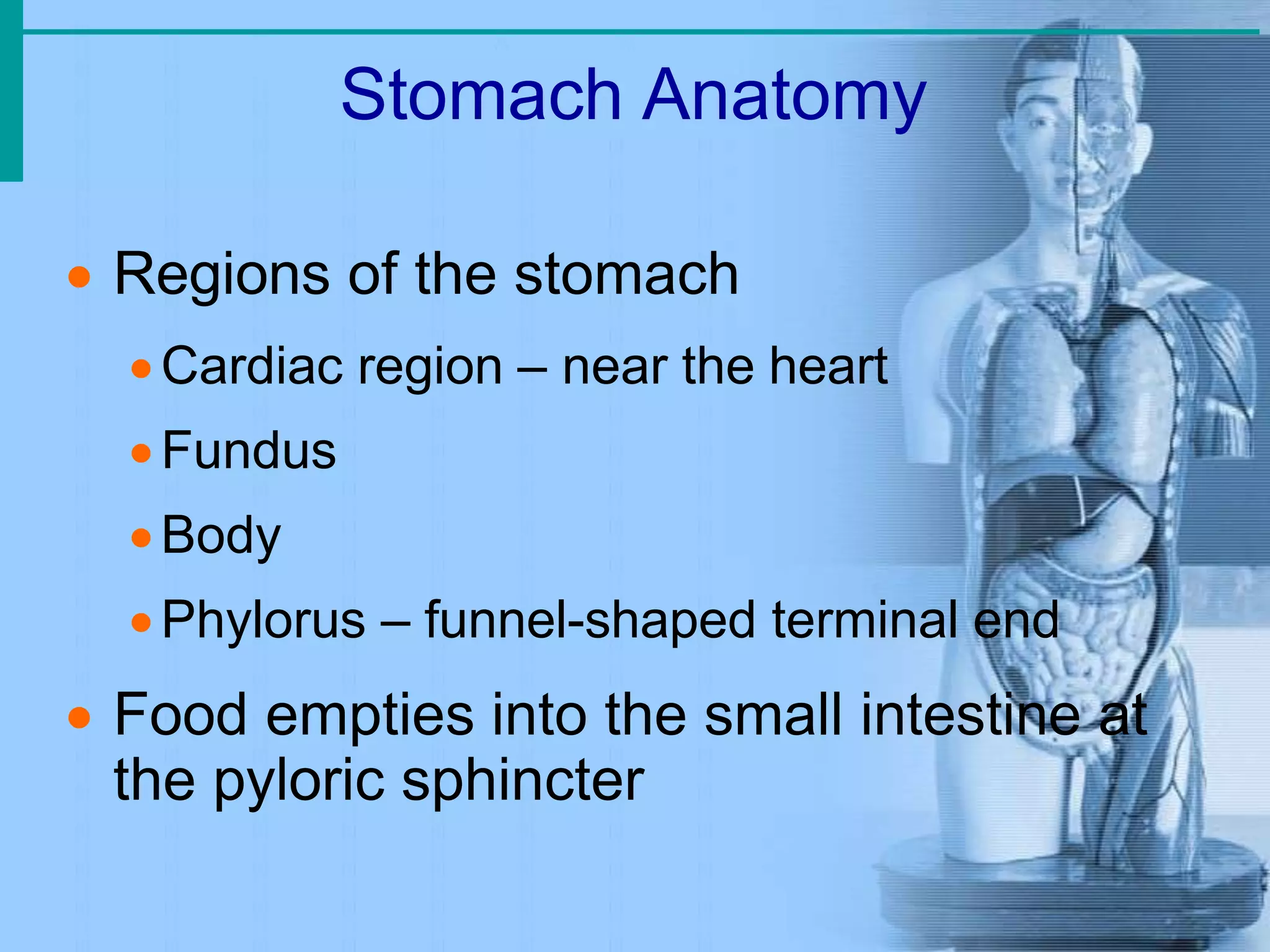 Stomach Anatomy
 Regions of the stomach
Cardiac region – near the heart
Fundus
Body
Phylorus – funnel-shaped terminal end
 Food empties into the small intestine at
the pyloric sphincter
 