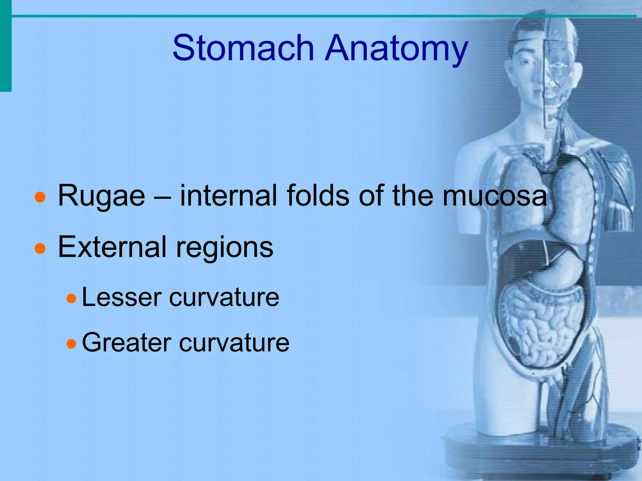 Stomach Anatomy
 Rugae – internal folds of the mucosa
 External regions
Lesser curvature
Greater curvature
 
