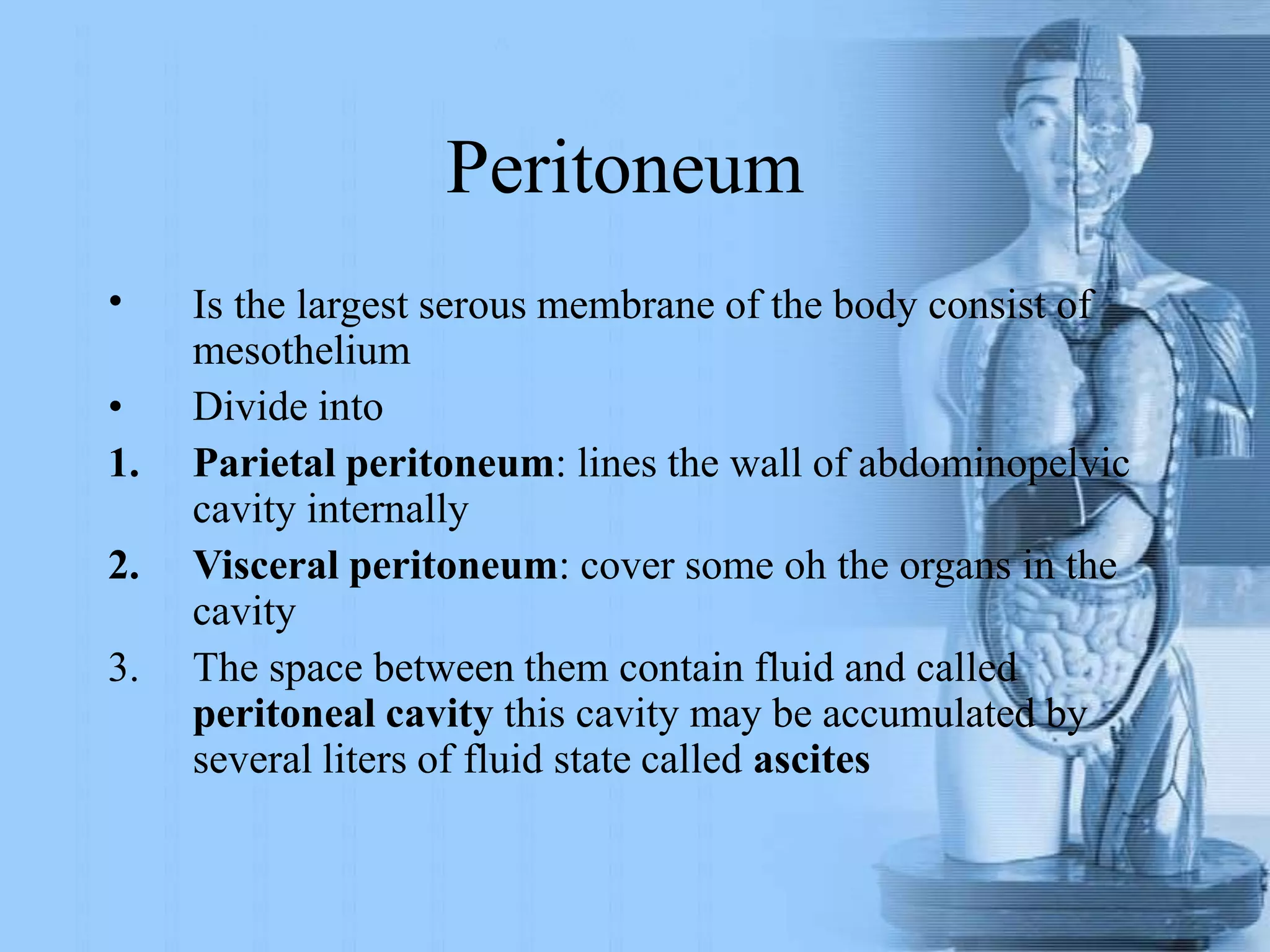Peritoneum
• Is the largest serous membrane of the body consist of
mesothelium
• Divide into
1. Parietal peritoneum: lines the wall of abdominopelvic
cavity internally
2. Visceral peritoneum: cover some oh the organs in the
cavity
3. The space between them contain fluid and called
peritoneal cavity this cavity may be accumulated by
several liters of fluid state called ascites
 