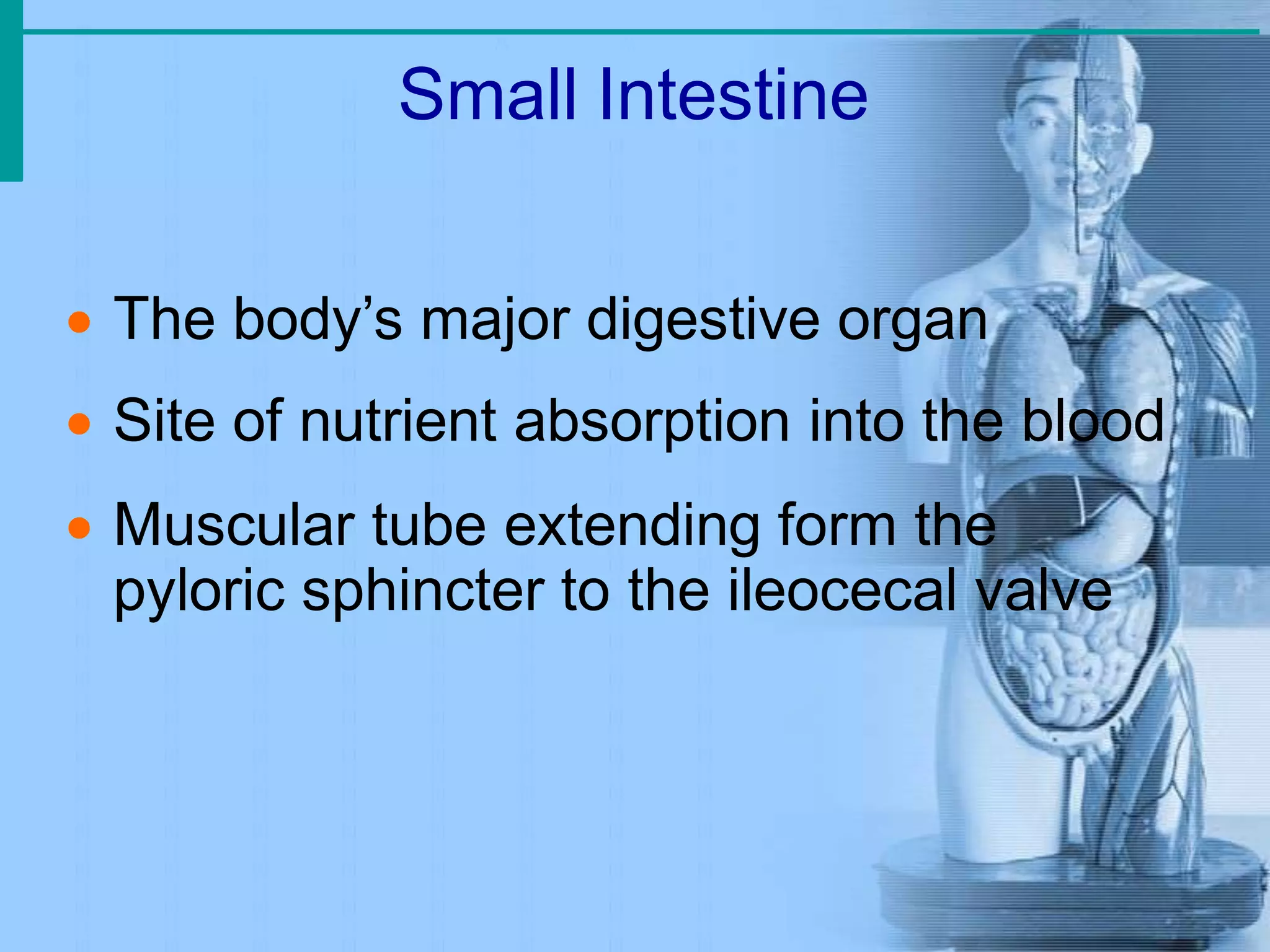 Small Intestine
 The body’s major digestive organ
 Site of nutrient absorption into the blood
 Muscular tube extending form the
pyloric sphincter to the ileocecal valve
 
