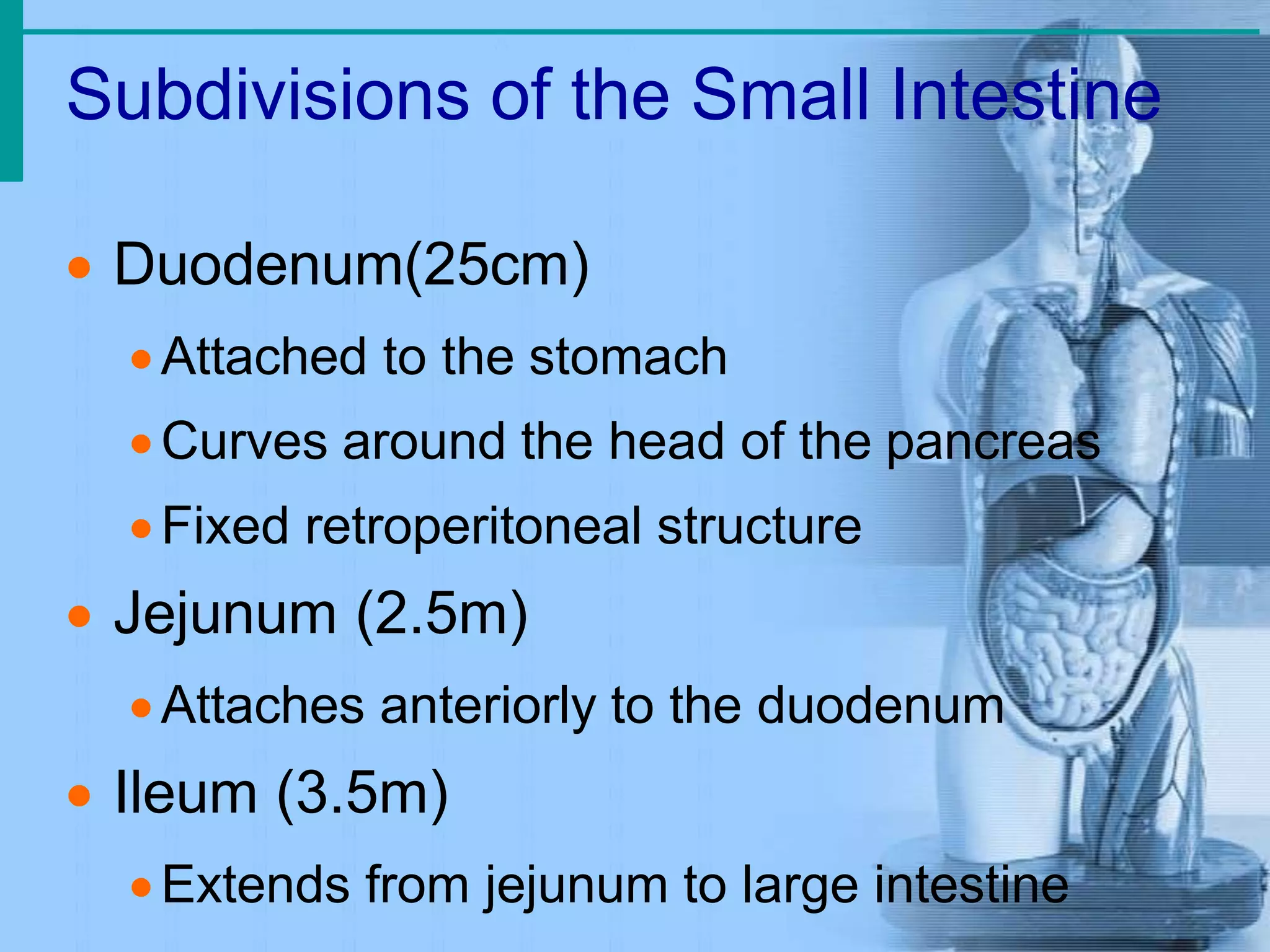 Subdivisions of the Small Intestine
 Duodenum(25cm)
Attached to the stomach
Curves around the head of the pancreas
Fixed retroperitoneal structure
 Jejunum (2.5m)
Attaches anteriorly to the duodenum
 Ileum (3.5m)
Extends from jejunum to large intestine
 