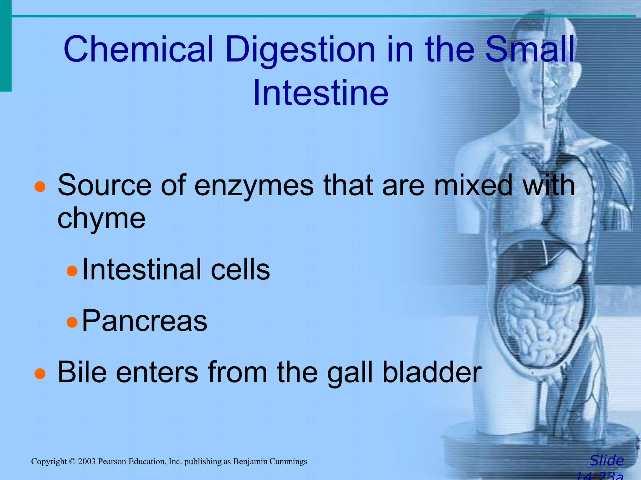 Chemical Digestion in the Small
Intestine
SlideCopyright © 2003 Pearson Education, Inc. publishing as Benjamin Cummings
 Source of enzymes that are mixed with
chyme
Intestinal cells
Pancreas
 Bile enters from the gall bladder
 