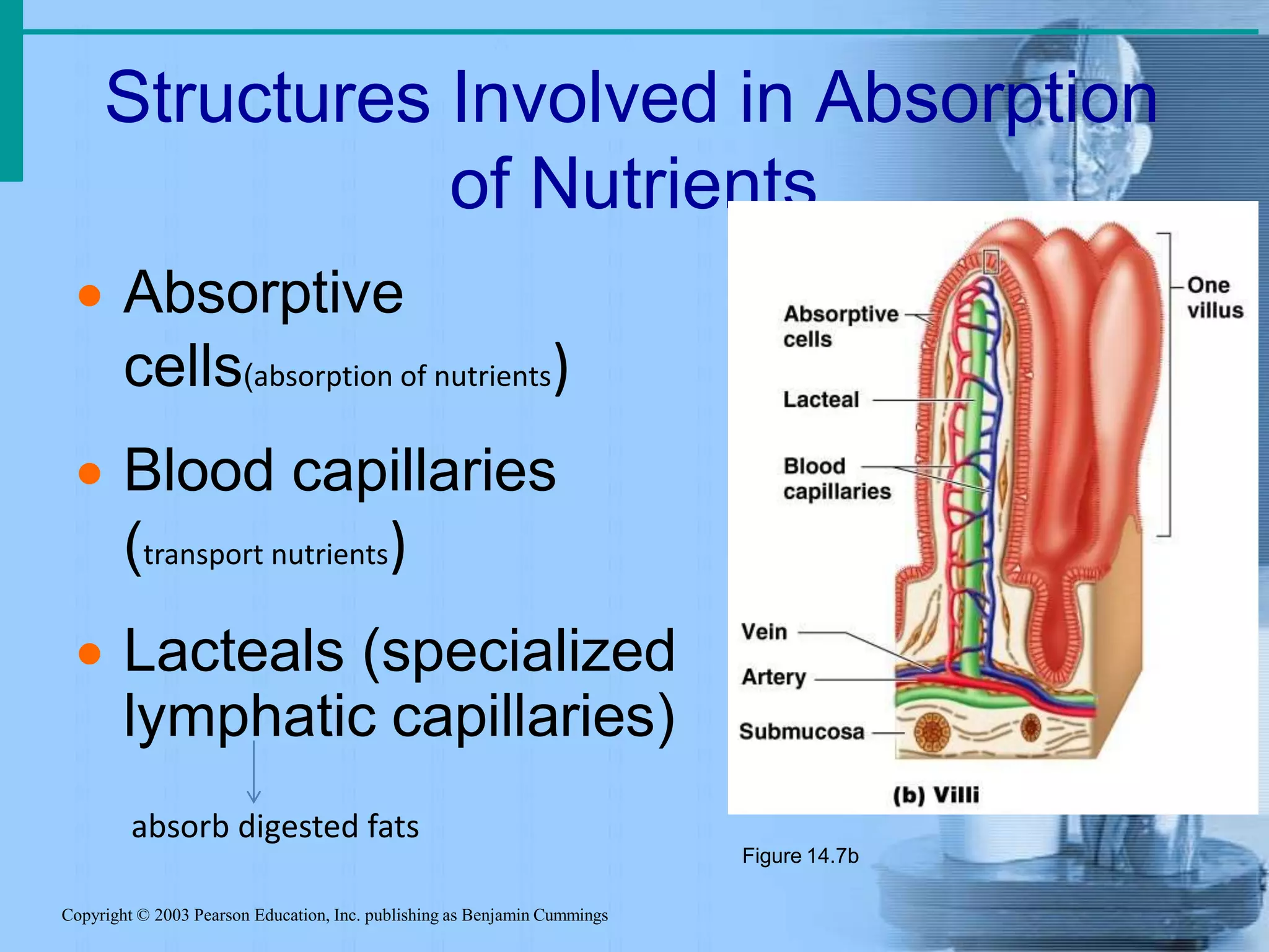 Structures Involved in Absorption
of Nutrients
Copyright © 2003 Pearson Education, Inc. publishing as Benjamin Cummings
 Absorptive
cells(absorption of nutrients)
 Blood capillaries
(transport nutrients)
 Lacteals (specialized
lymphatic capillaries)
absorb digested fats
Figure 14.7b
 