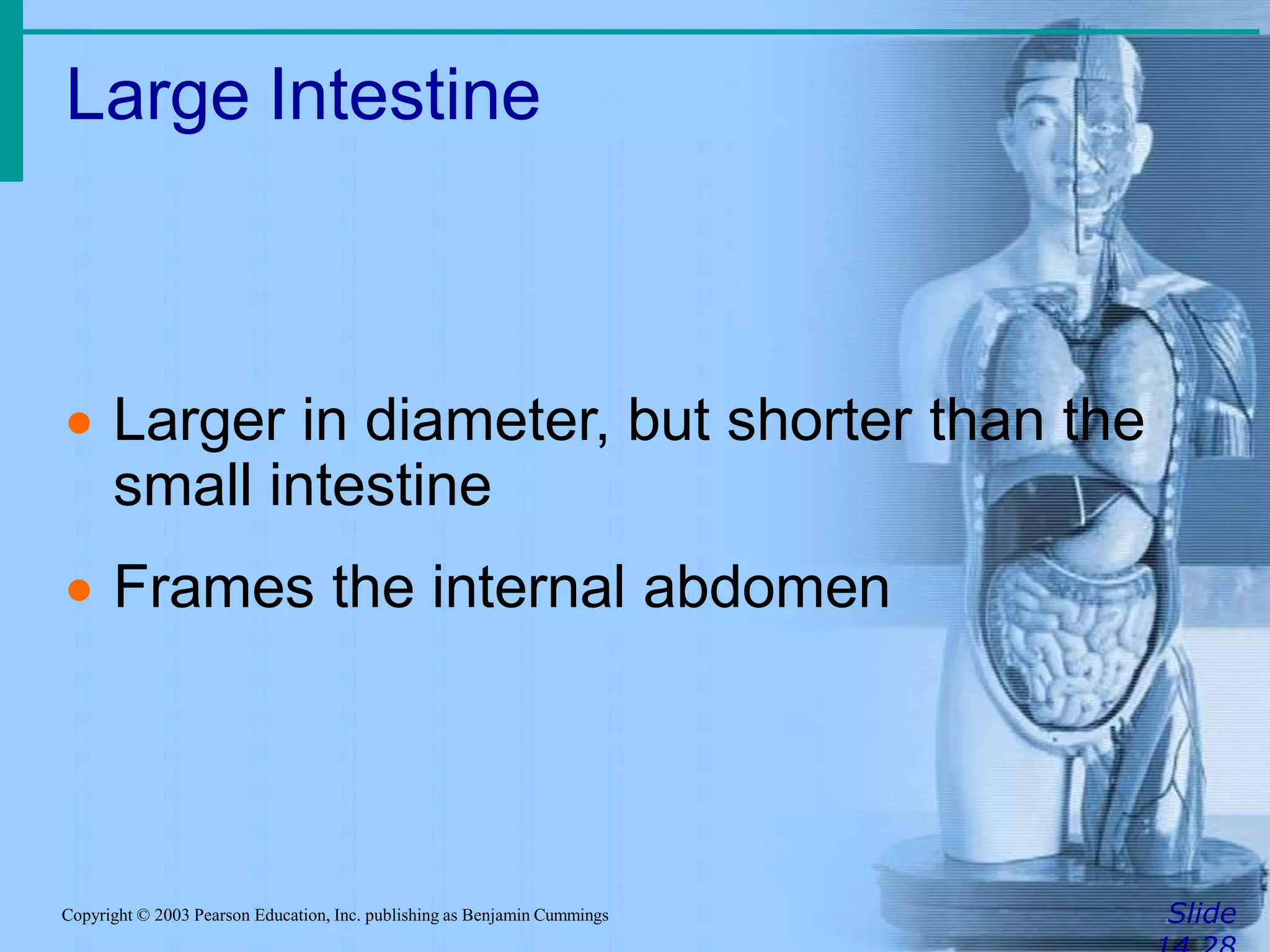 Large Intestine
SlideCopyright © 2003 Pearson Education, Inc. publishing as Benjamin Cummings
 Larger in diameter, but shorter than the
small intestine
 Frames the internal abdomen
 