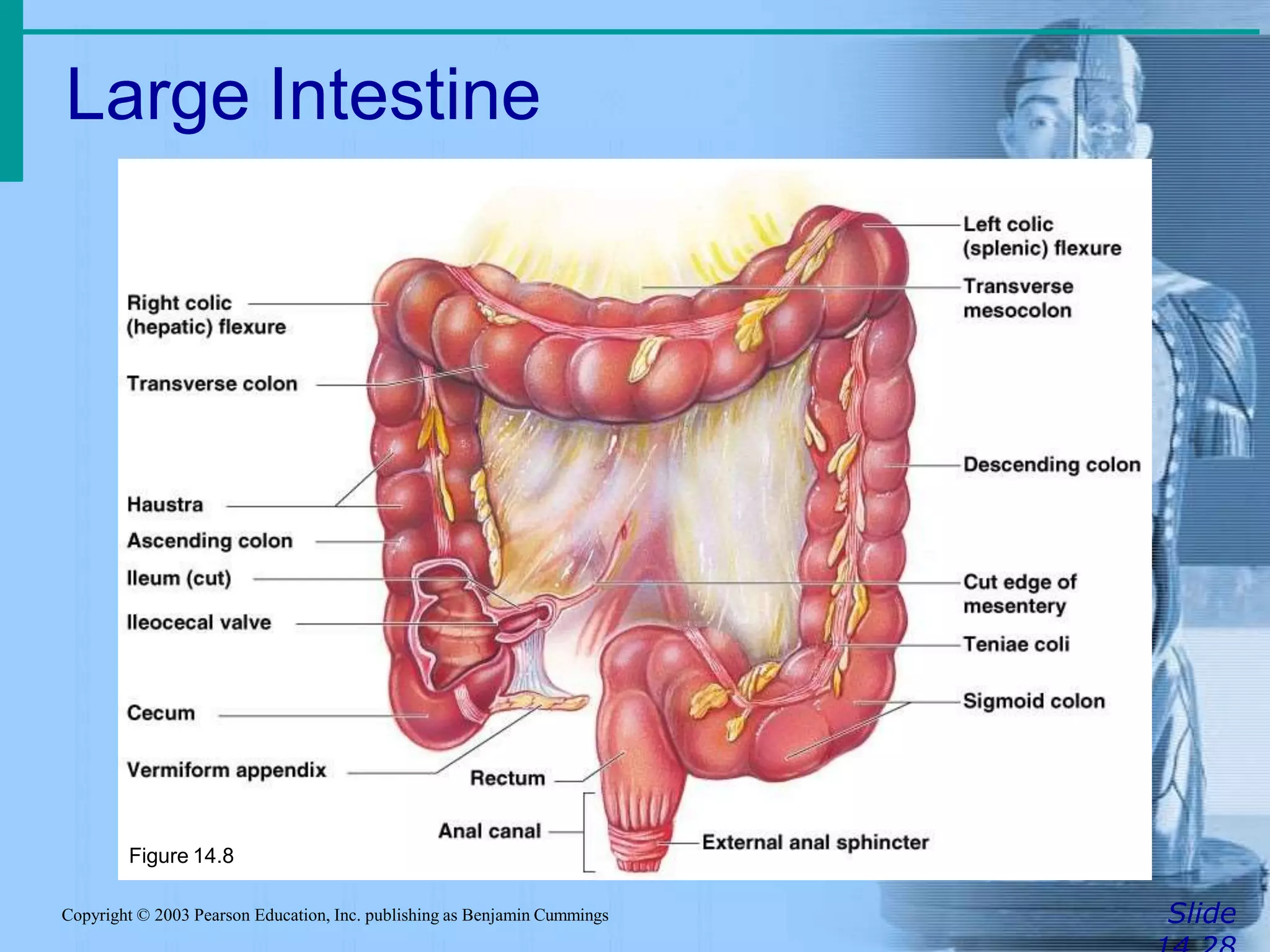 Large Intestine
SlideCopyright © 2003 Pearson Education, Inc. publishing as Benjamin Cummings
Figure 14.8
 