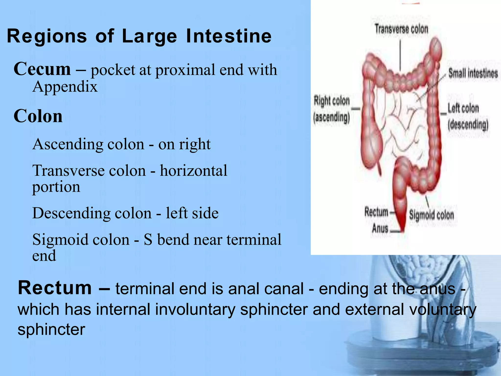Regions of Large Intestine
Cecum – pocket at proximal end with
Appendix
Colon
Ascending colon - on right
Transverse colon - horizontal
portion
Descending colon - left side
Sigmoid colon - S bend near terminal
end
Rectum – terminal end is anal canal - ending at the anus -
which has internal involuntary sphincter and external voluntary
sphincter
 