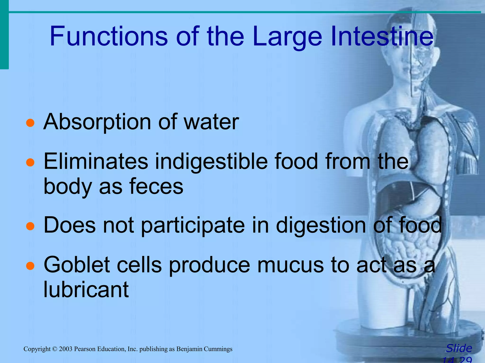 Functions of the Large Intestine
SlideCopyright © 2003 Pearson Education, Inc. publishing as Benjamin Cummings
 Absorption of water
 Eliminates indigestible food from the
body as feces
 Does not participate in digestion of food
 Goblet cells produce mucus to act as a
lubricant
 