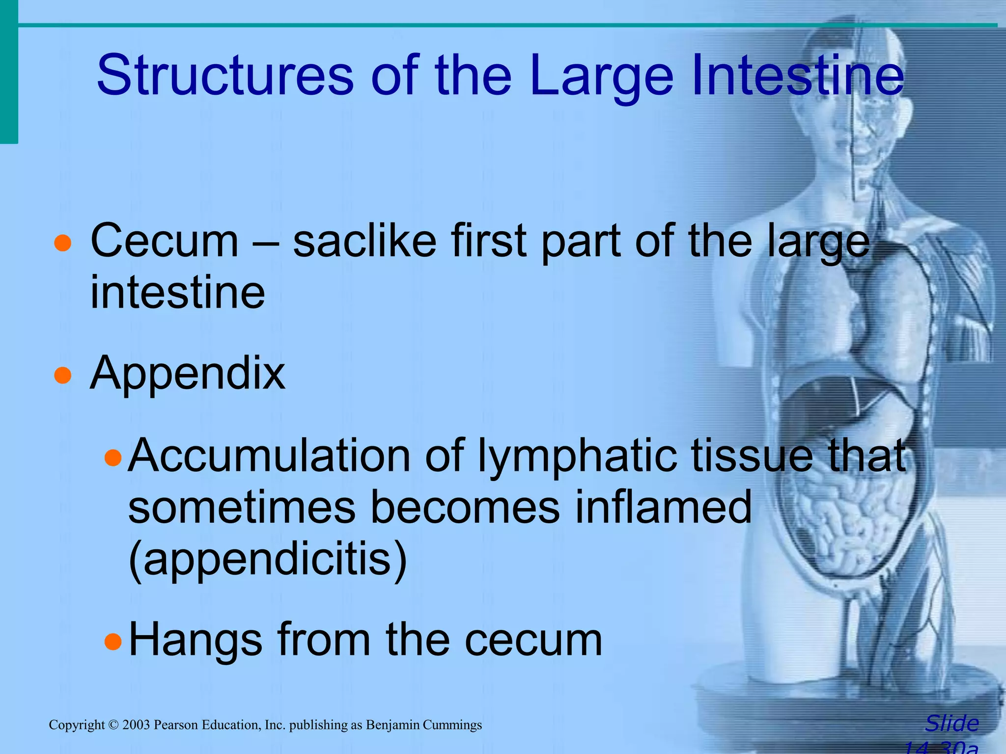 Structures of the Large Intestine
SlideCopyright © 2003 Pearson Education, Inc. publishing as Benjamin Cummings
 Cecum – saclike first part of the large
intestine
 Appendix
Accumulation of lymphatic tissue that
sometimes becomes inflamed
(appendicitis)
Hangs from the cecum
 