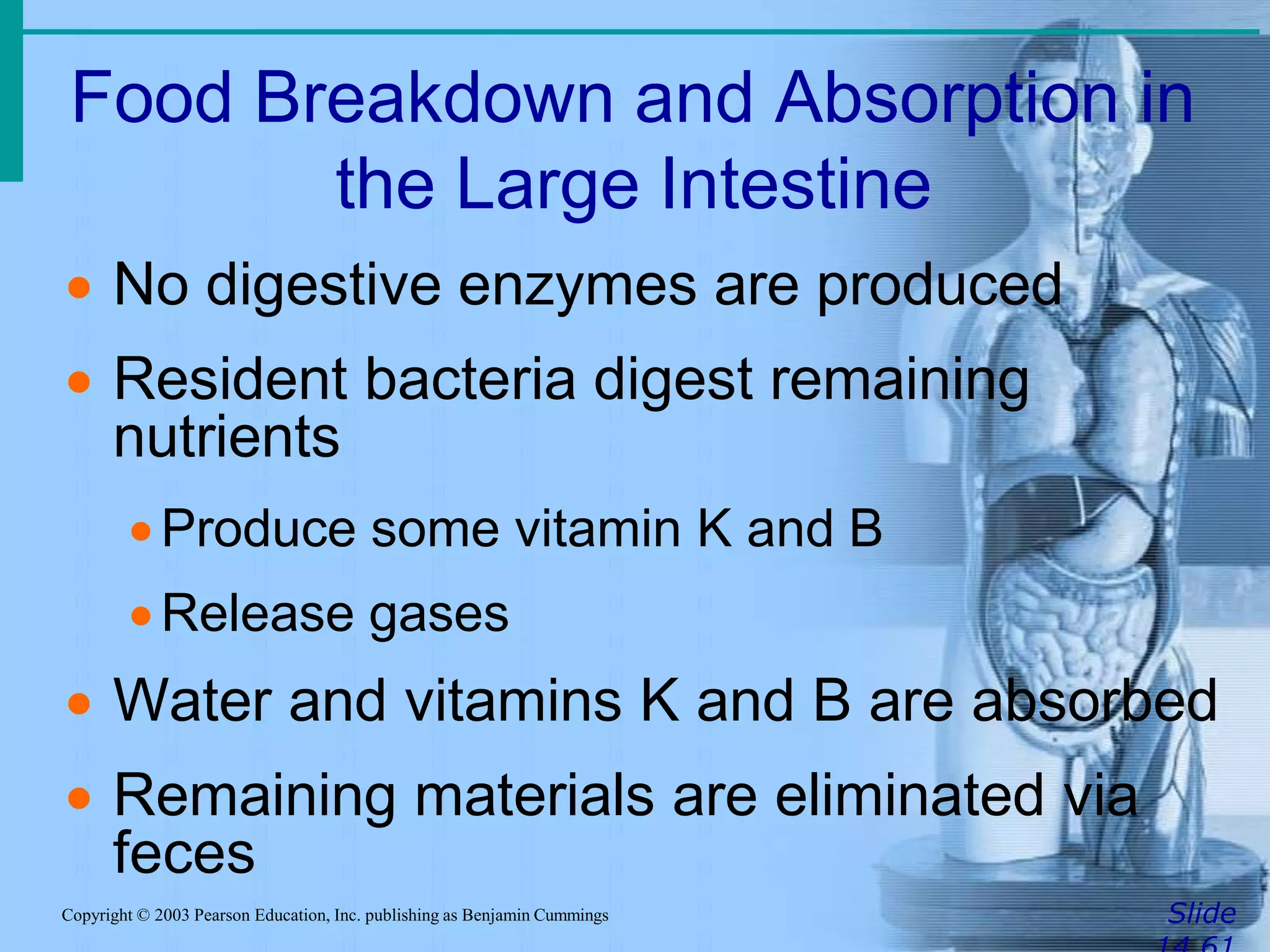 Food Breakdown and Absorption in
the Large Intestine
SlideCopyright © 2003 Pearson Education, Inc. publishing as Benjamin Cummings
 No digestive enzymes are produced
 Resident bacteria digest remaining
nutrients
Produce some vitamin K and B
Release gases
 Water and vitamins K and B are absorbed
 Remaining materials are eliminated via
feces
 