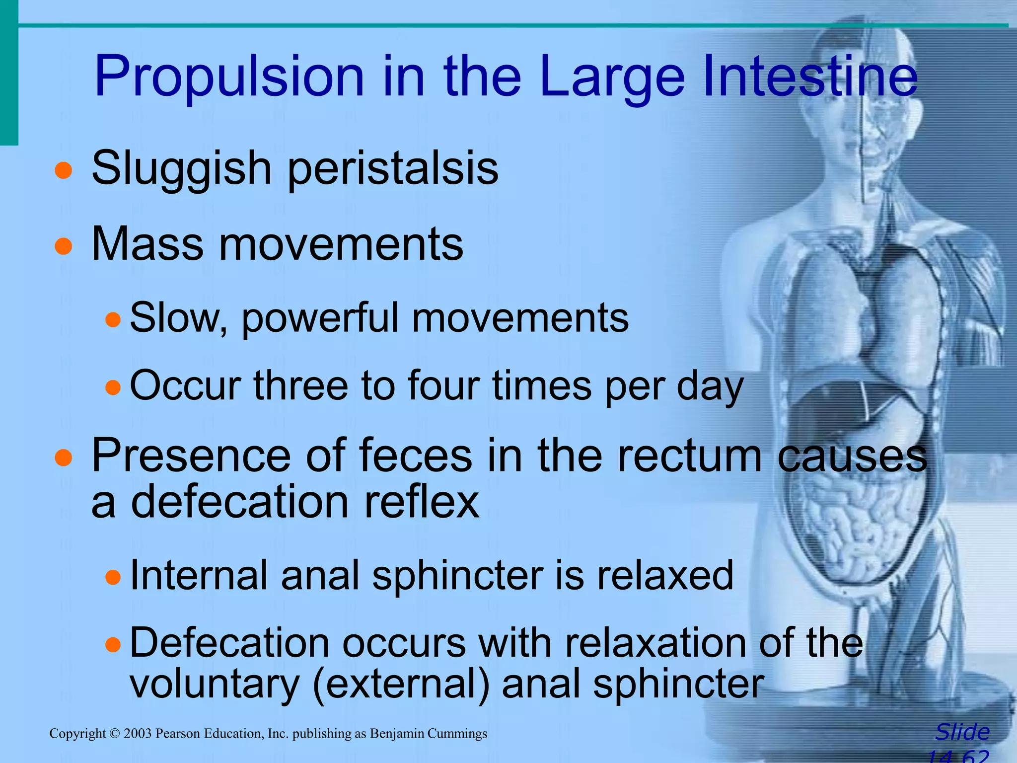 Propulsion in the Large Intestine
SlideCopyright © 2003 Pearson Education, Inc. publishing as Benjamin Cummings
 Sluggish peristalsis
 Mass movements
Slow, powerful movements
Occur three to four times per day
 Presence of feces in the rectum causes
a defecation reflex
Internal anal sphincter is relaxed
Defecation occurs with relaxation of the
voluntary (external) anal sphincter
 
