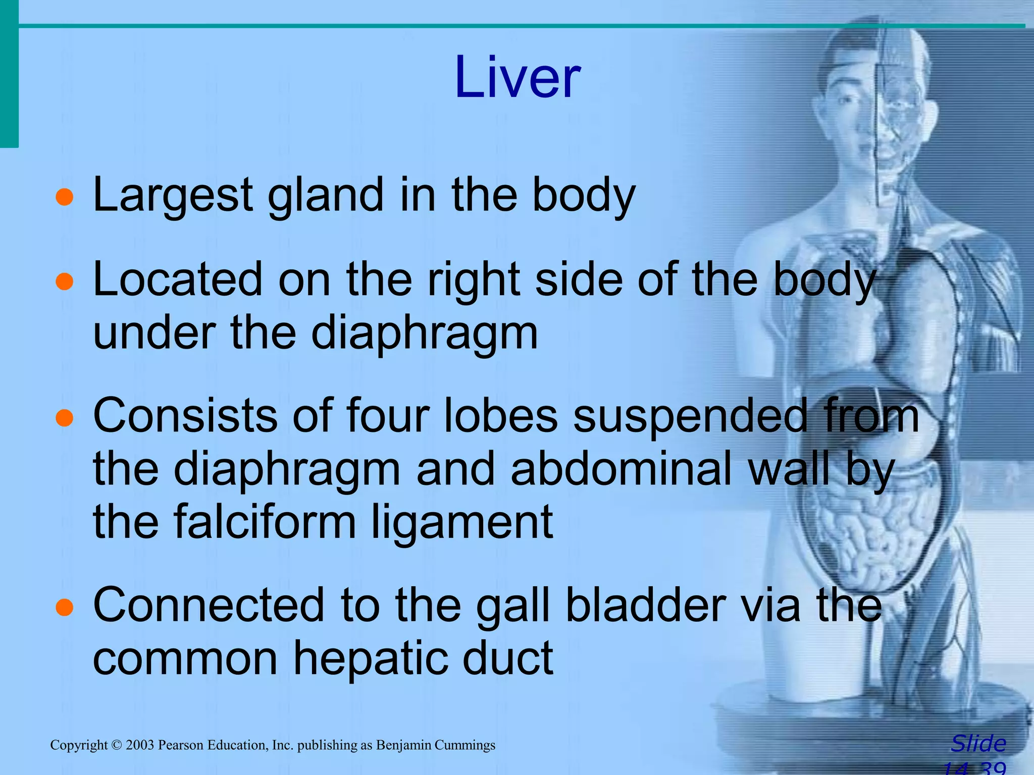 Liver
SlideCopyright © 2003 Pearson Education, Inc. publishing as Benjamin Cummings
 Largest gland in the body
 Located on the right side of the body
under the diaphragm
 Consists of four lobes suspended from
the diaphragm and abdominal wall by
the falciform ligament
 Connected to the gall bladder via the
common hepatic duct
 