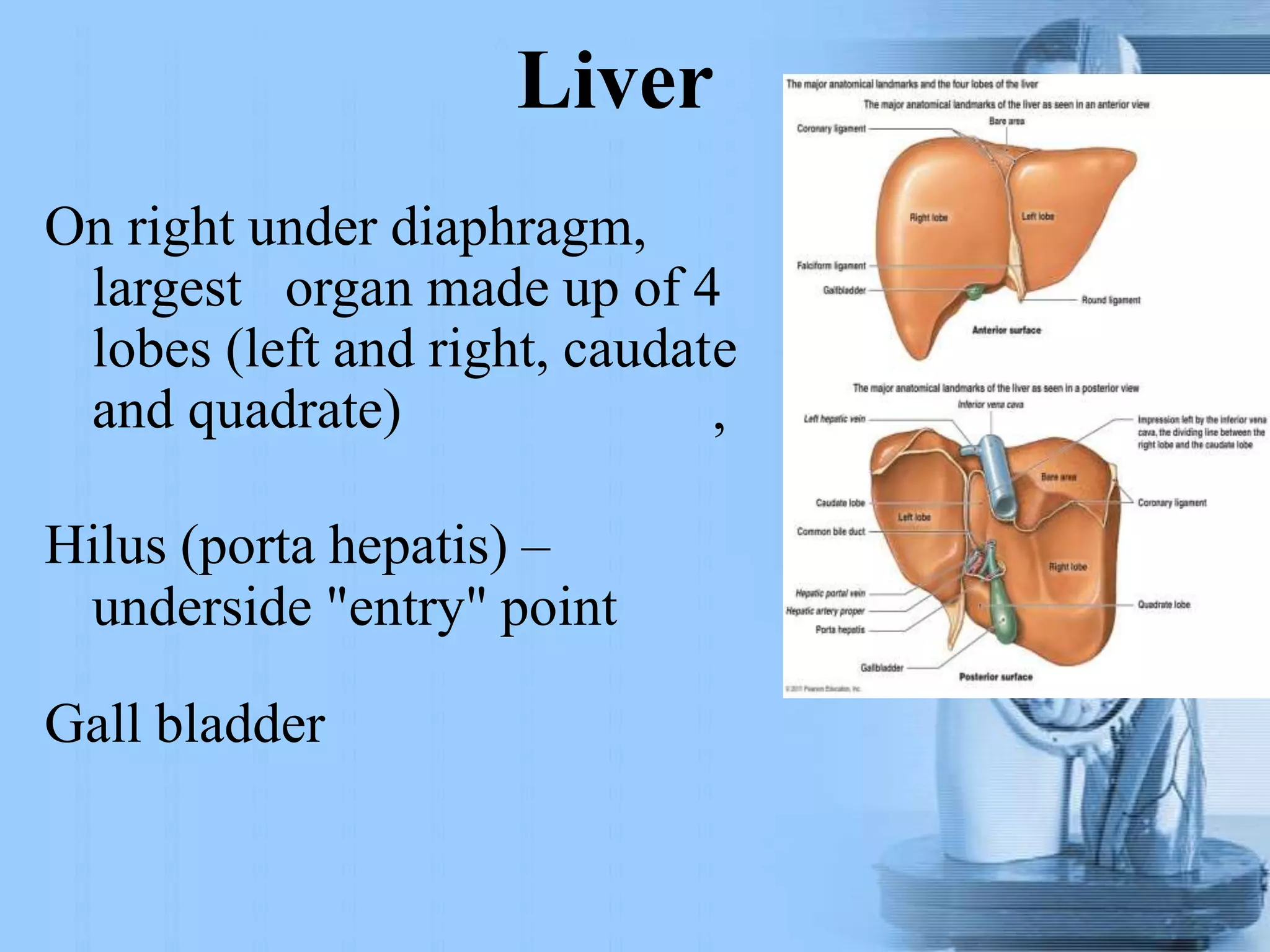 Liver
e
,
On right under diaphragm,
largest organ made up of 4
lobes (left and right, caudat
and quadrate)
Hilus (porta hepatis) –
underside "entry" point
Gall bladder
 