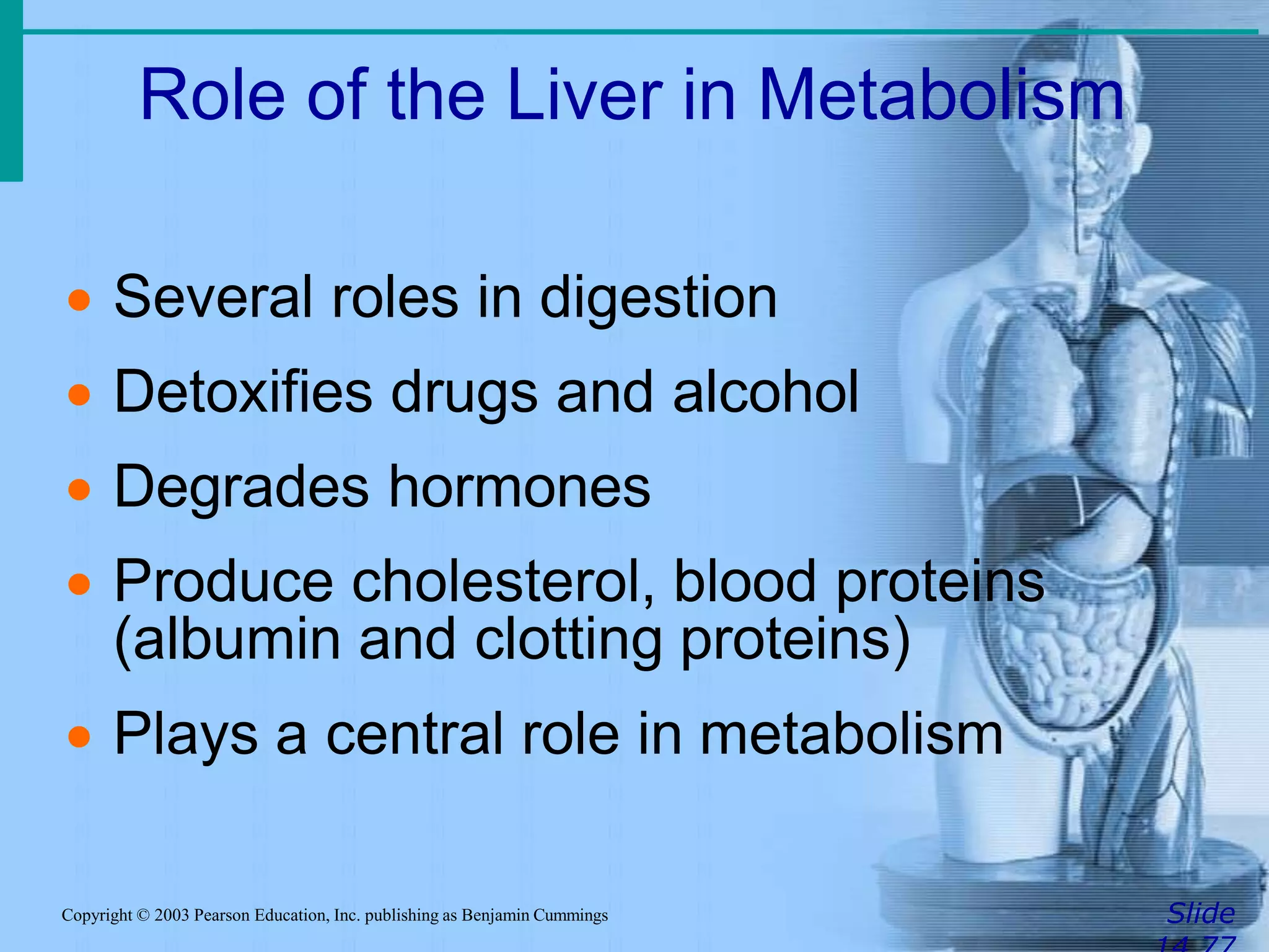 Role of the Liver in Metabolism
SlideCopyright © 2003 Pearson Education, Inc. publishing as Benjamin Cummings
 Several roles in digestion
 Detoxifies drugs and alcohol
 Degrades hormones
 Produce cholesterol, blood proteins
(albumin and clotting proteins)
 Plays a central role in metabolism
 