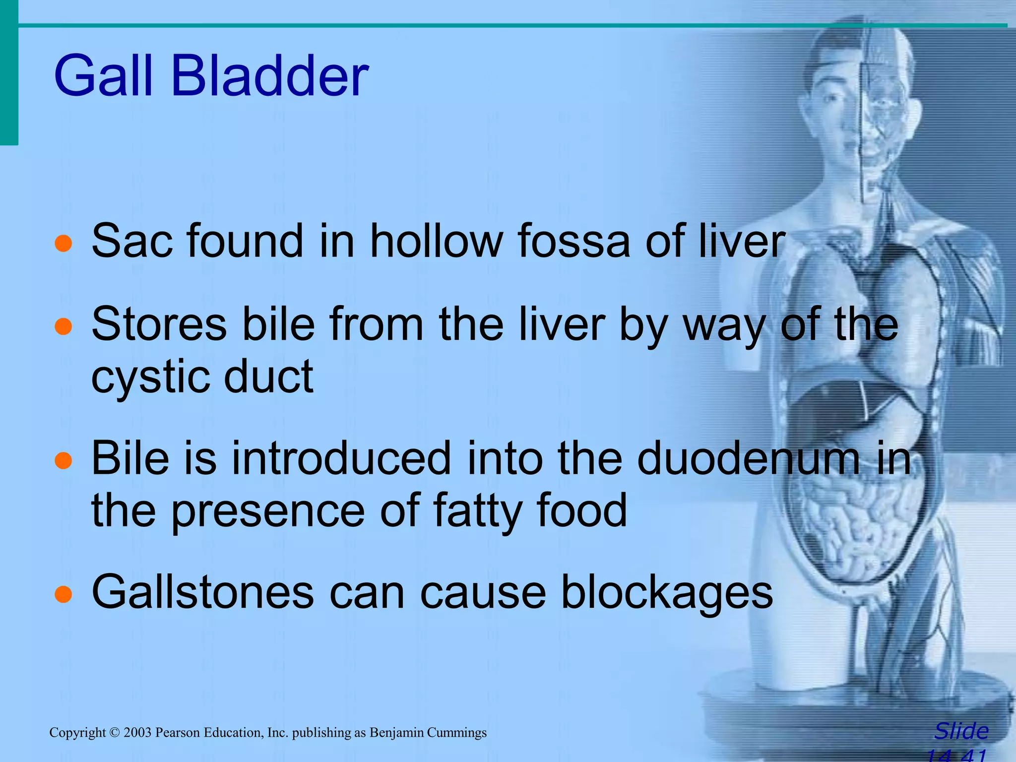 Gall Bladder
SlideCopyright © 2003 Pearson Education, Inc. publishing as Benjamin Cummings
 Sac found in hollow fossa of liver
 Stores bile from the liver by way of the
cystic duct
 Bile is introduced into the duodenum in
the presence of fatty food
 Gallstones can cause blockages
 