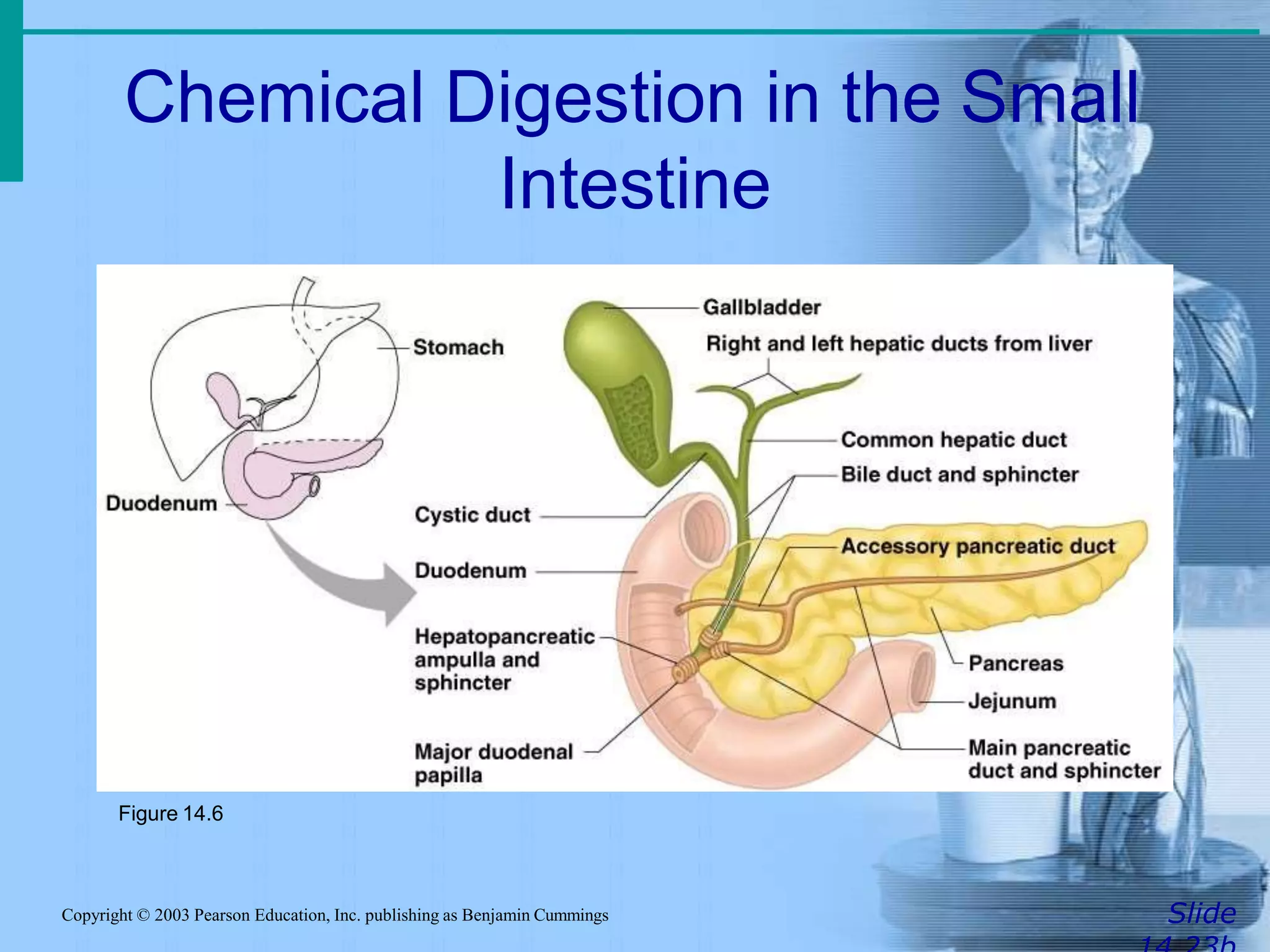 Chemical Digestion in the Small
Intestine
SlideCopyright © 2003 Pearson Education, Inc. publishing as Benjamin Cummings
Figure 14.6
 
