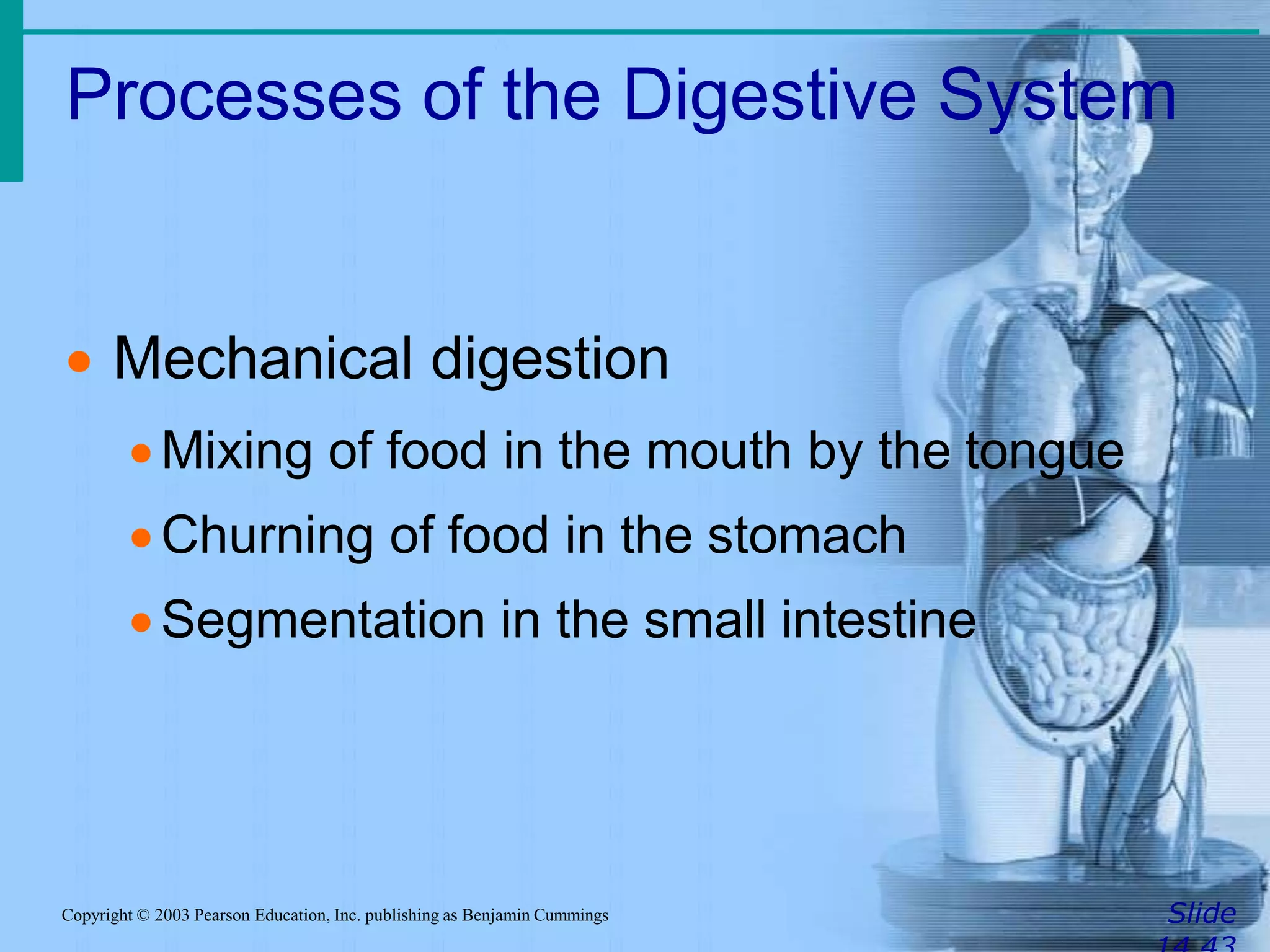 Processes of the Digestive System
SlideCopyright © 2003 Pearson Education, Inc. publishing as Benjamin Cummings
 Mechanical digestion
Mixing of food in the mouth by the tongue
Churning of food in the stomach
Segmentation in the small intestine
 