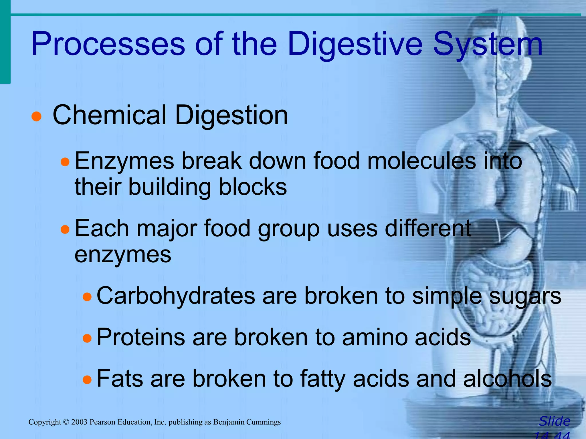Processes of the Digestive System
SlideCopyright © 2003 Pearson Education, Inc. publishing as Benjamin Cummings
 Chemical Digestion
Enzymes break down food molecules into
their building blocks
Each major food group uses different
enzymes
Carbohydrates are broken to simple sugars
Proteins are broken to amino acids
Fats are broken to fatty acids and alcohols
 