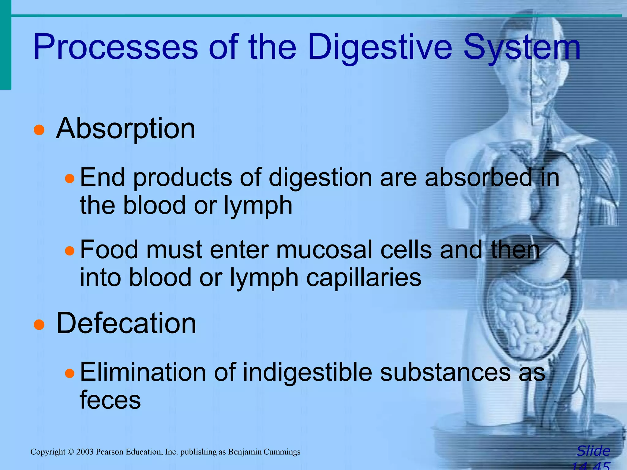 Processes of the Digestive System
SlideCopyright © 2003 Pearson Education, Inc. publishing as Benjamin Cummings
 Absorption
End products of digestion are absorbed in
the blood or lymph
Food must enter mucosal cells and then
into blood or lymph capillaries
 Defecation
Elimination of indigestible substances as
feces
 