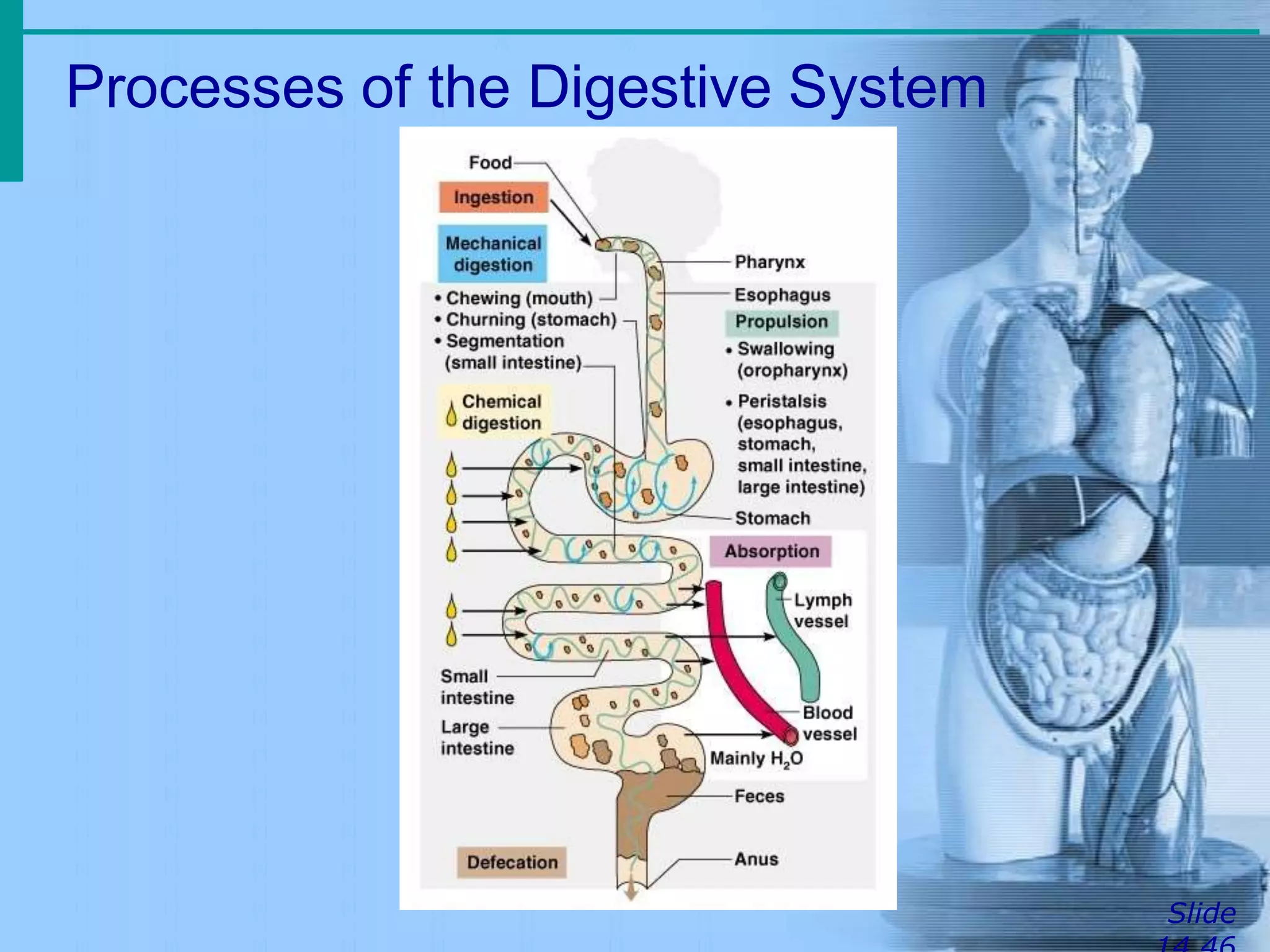 Processes of the Digestive System
Slide
 