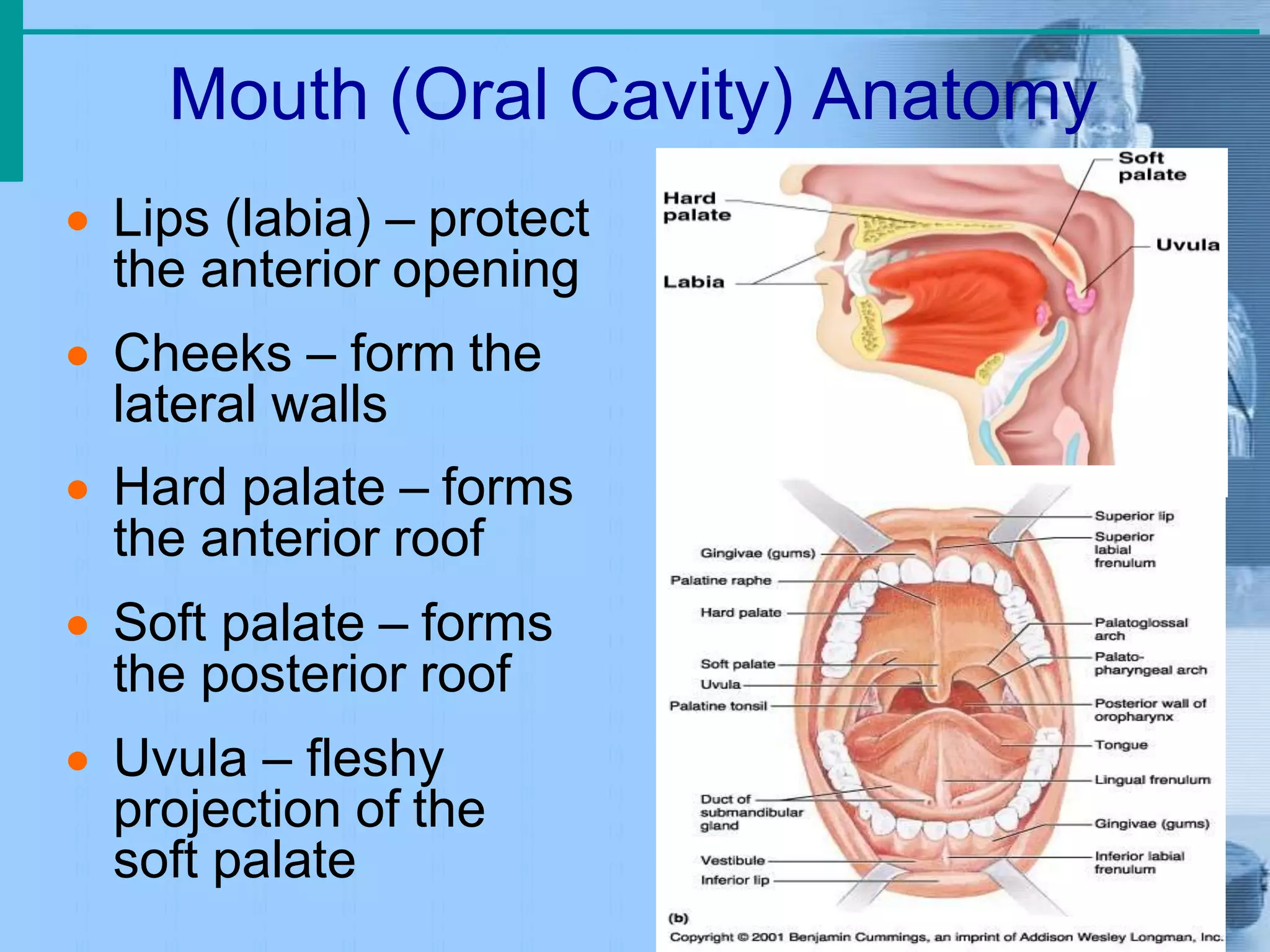 Mouth (Oral Cavity) Anatomy
 Lips (labia) – protect
the anterior opening
 Cheeks – form the
lateral walls
 Hard palate – forms
the anterior roof
 Soft palate – forms
the posterior roof
 Uvula – fleshy
projection of the
soft palate
 